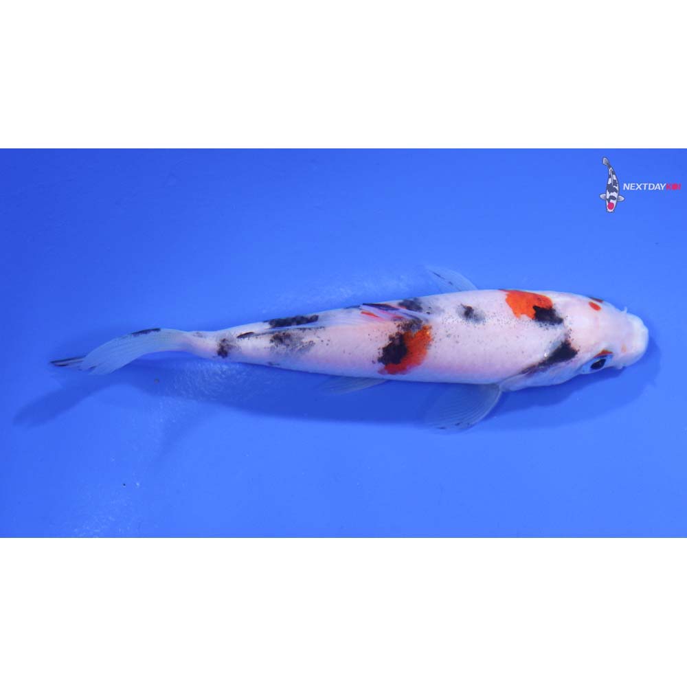 3.5” Imported Sanke