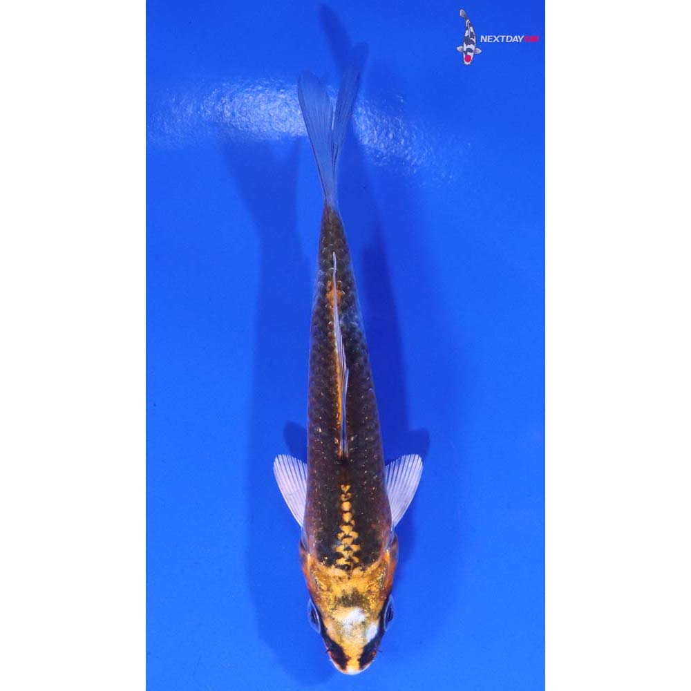 4” Imported Kujaku