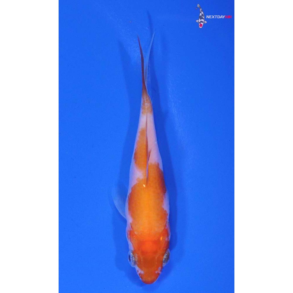 3” Imported Kohaku