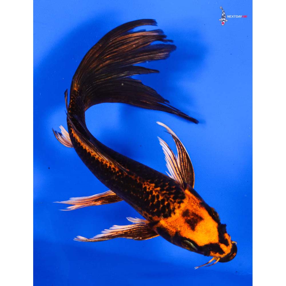 6” Imported Orenji Matsuba Butterfly Koi