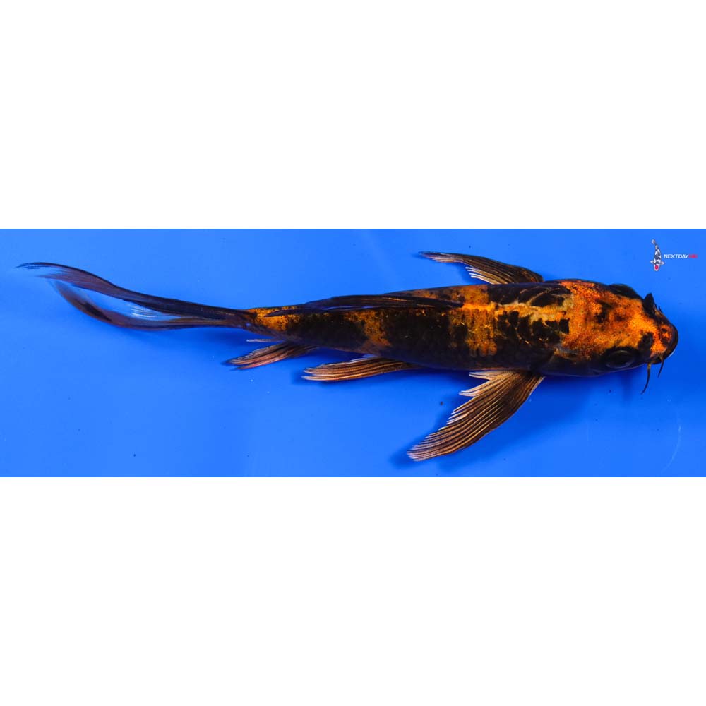 6” Imported Kin Hi Utsuri Butterfly Koi