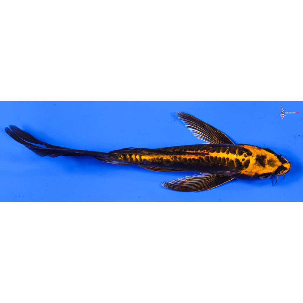 7” Imported Kin Kikokuryu Butterfly Koi