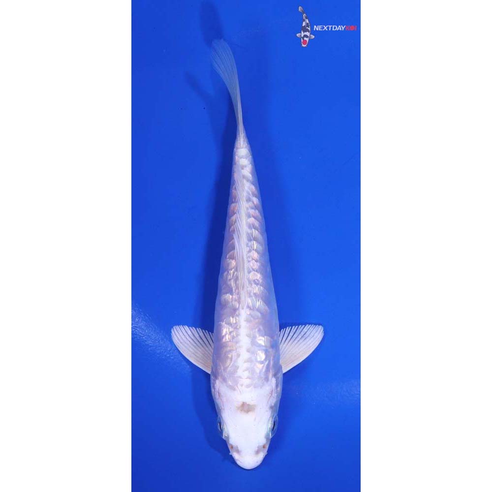 5” Imported Gin Rin Platinum Ogon