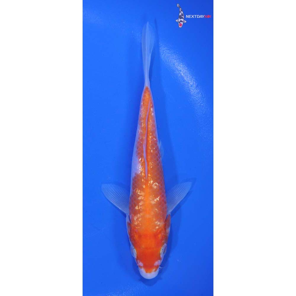 5” Imported Gin Rin Kohaku