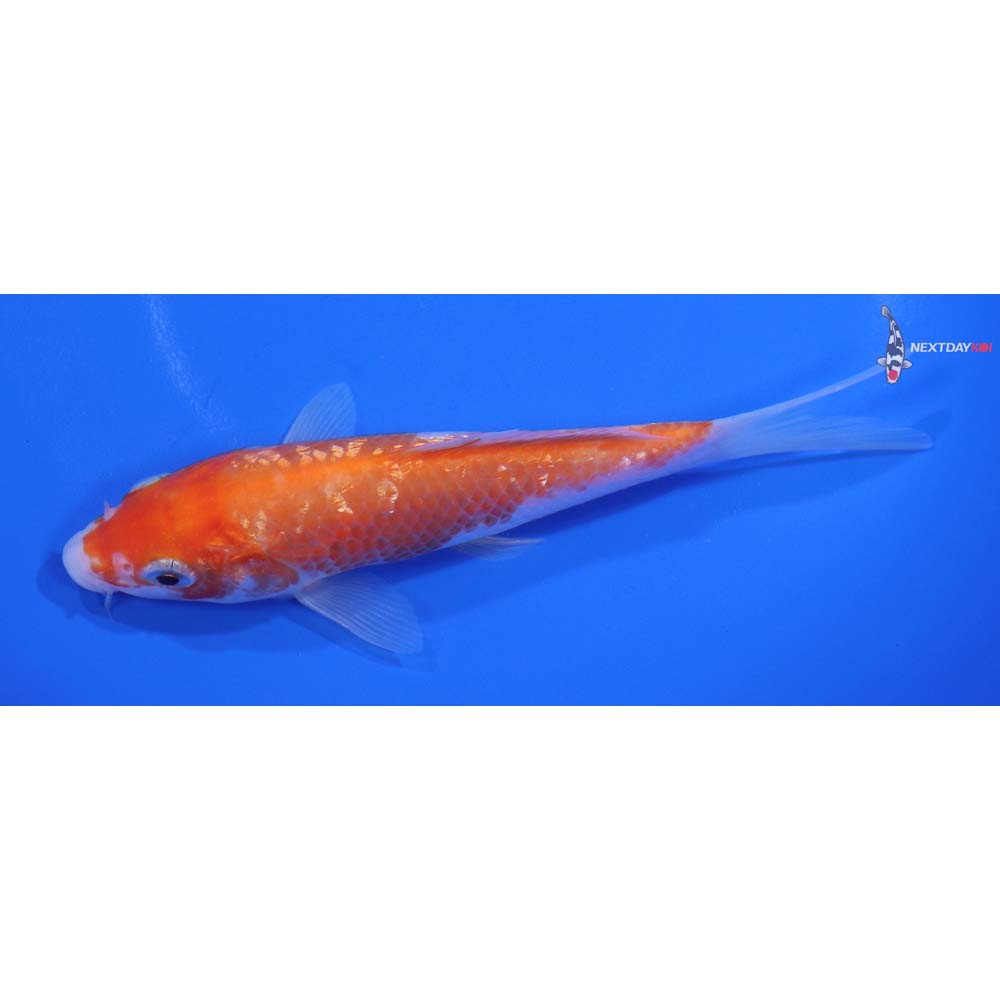 5” Imported Gin Rin Kohaku