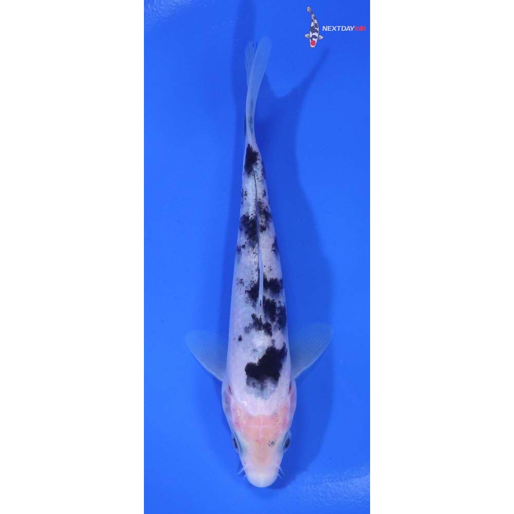 5” Imported Shiro Bekko