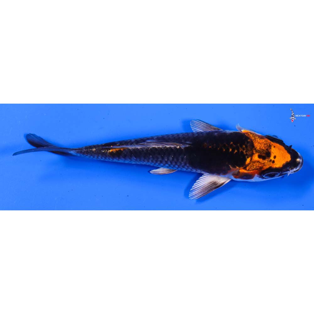 4.5” Imported Kujaku