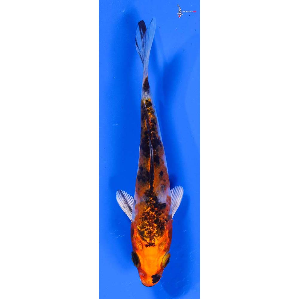 4” Imported Yamato Nishiki