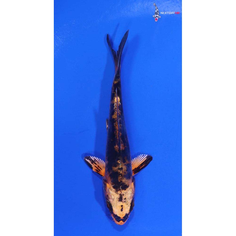4” Imported Doitsu Kin Aka Bekko
