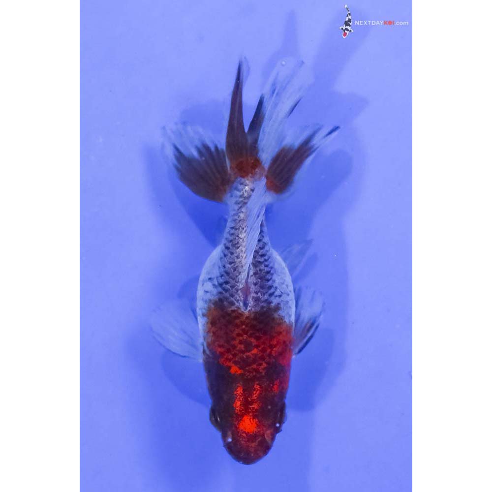 3” Imported Calico Ryukin