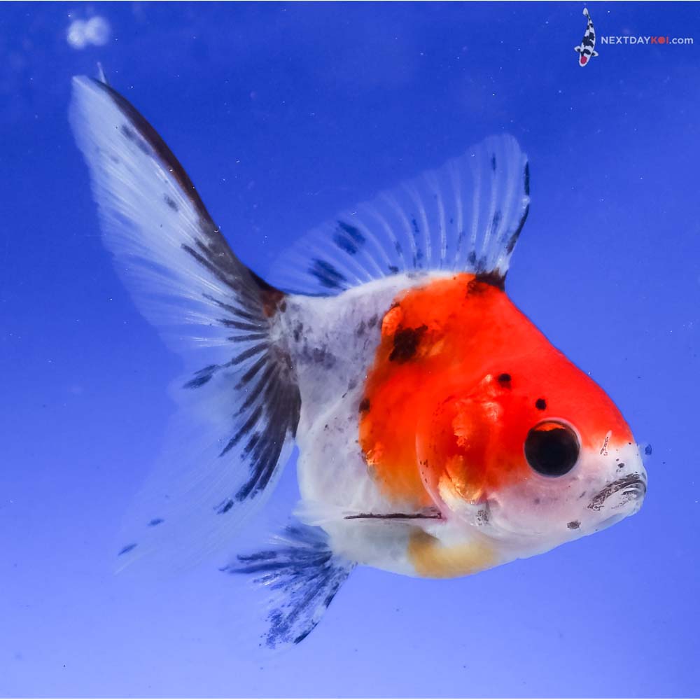 3.5” Imported Calico Ryukin