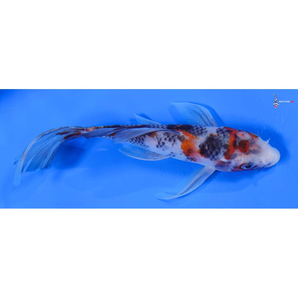 8” Imported Showa Butterfly Koi