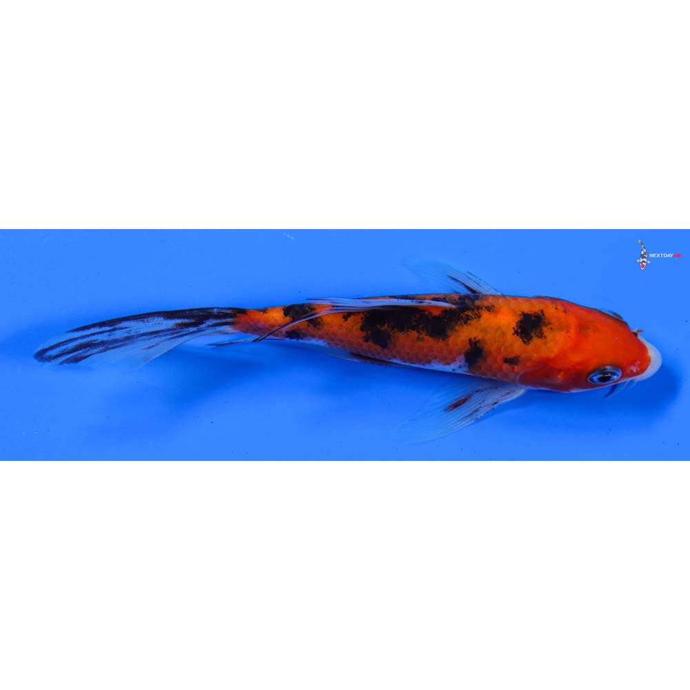 5” Imported Sanke Butterfly Koi