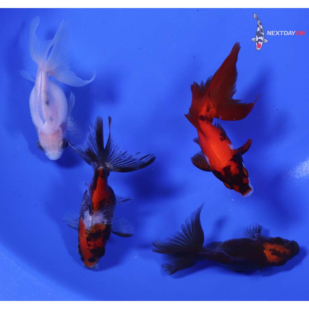 Lot of (4) 2.5-3.5” Imported Assorted Ryukin