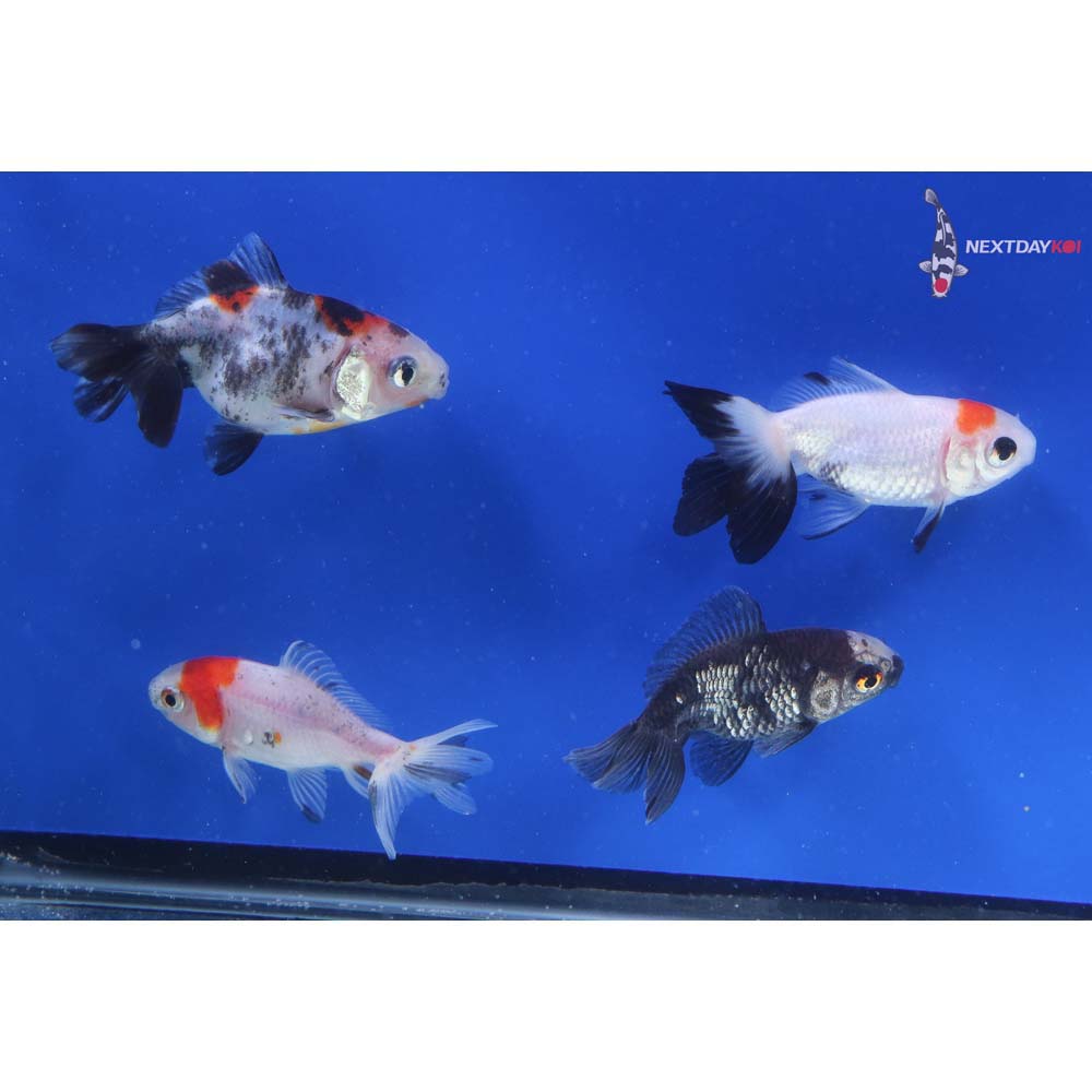 Lot of (5) 2.5-3.5” Imported Assorted Ryukin
