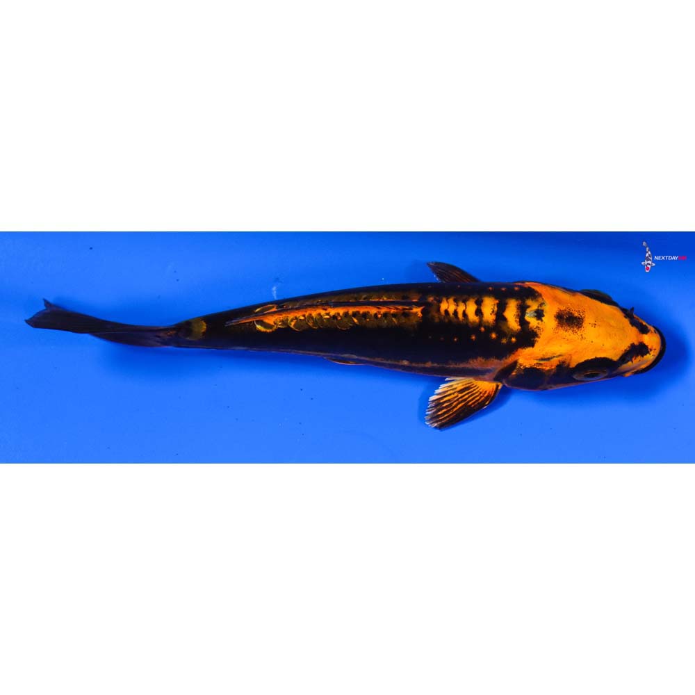 5” Imported Kin Kikokuryu