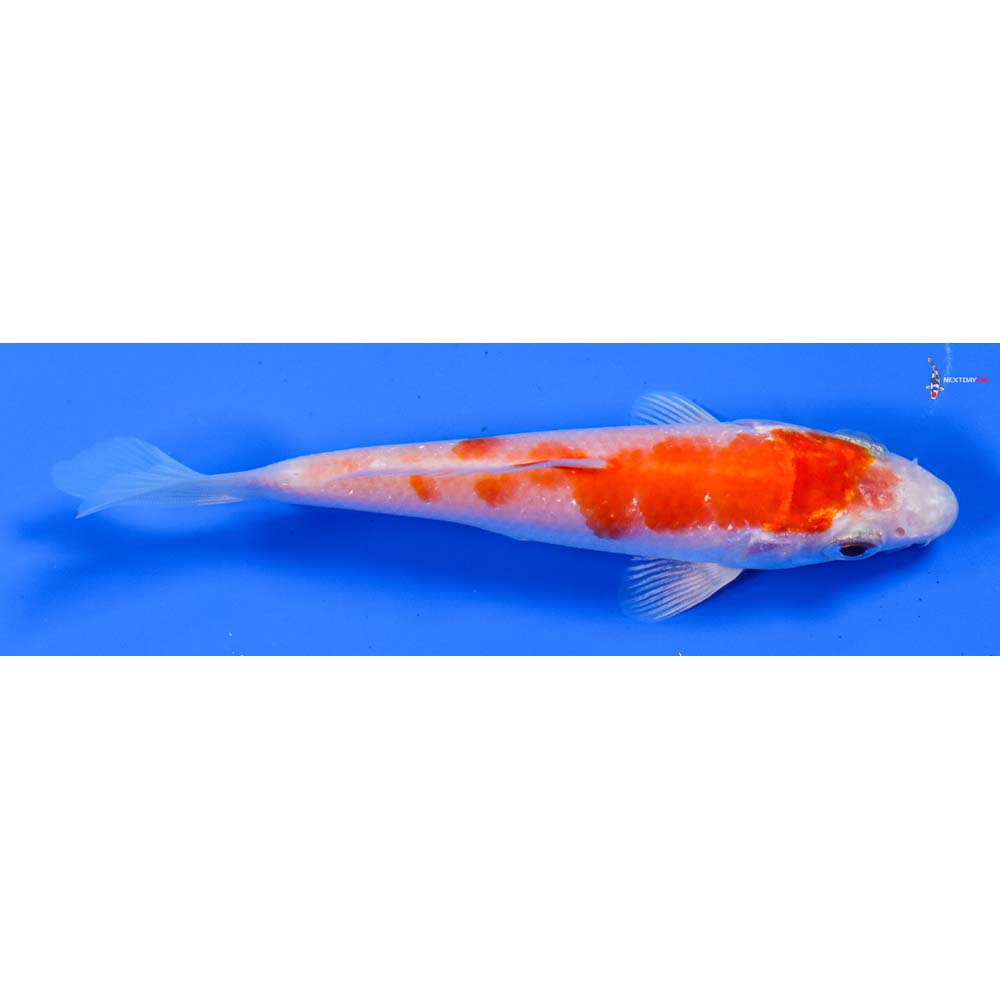 4.5” Imported Hariwake