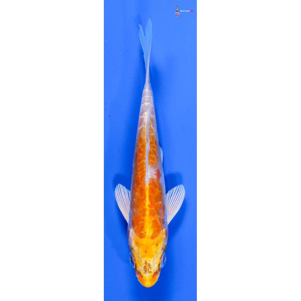 4.5” Imported Armor Scaled Lemon Hariwake