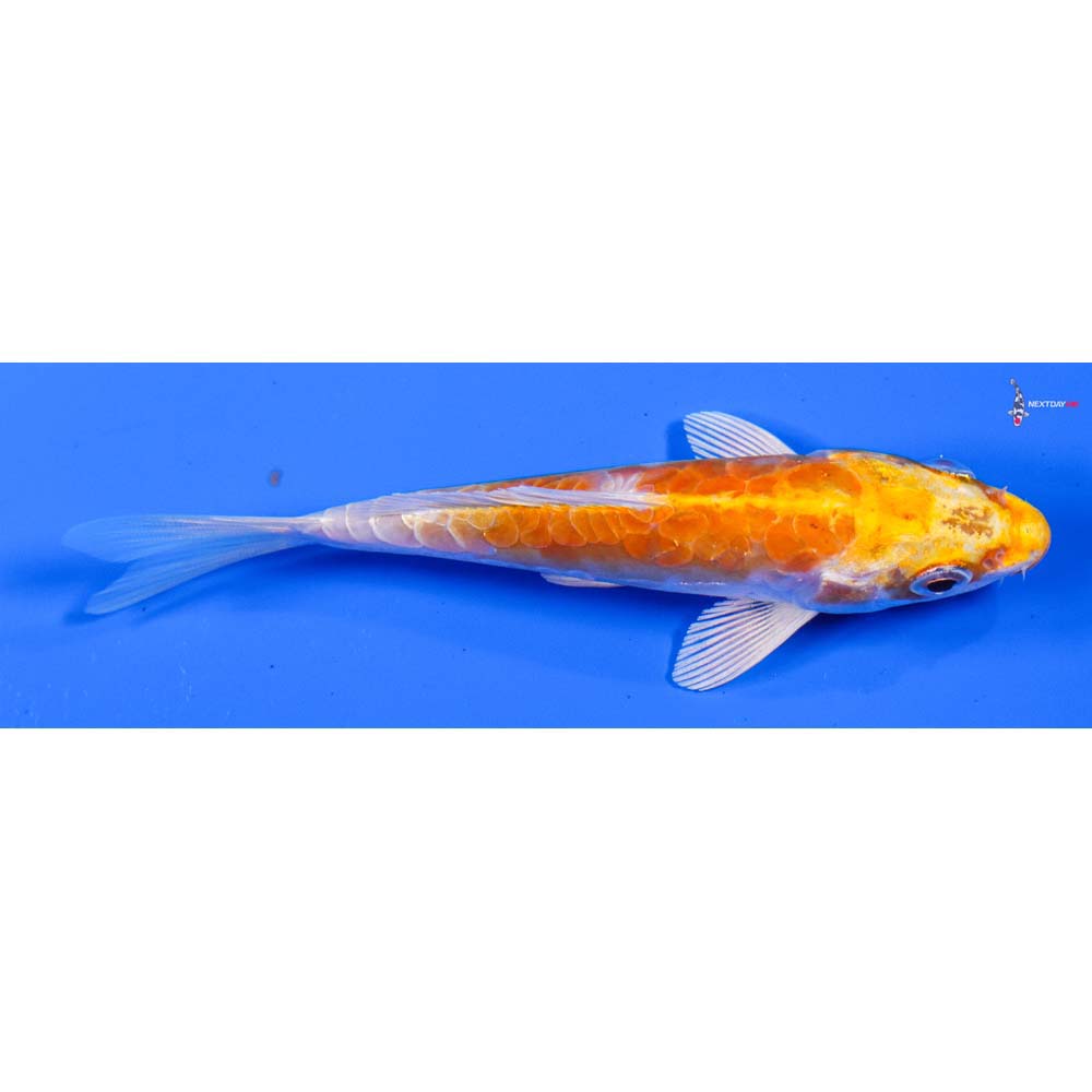 4.5” Imported Armor Scaled Lemon Hariwake