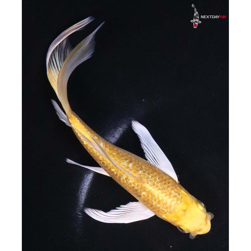 6” Imported Gin Rin Yamabuki Ogon Butterfly Koi