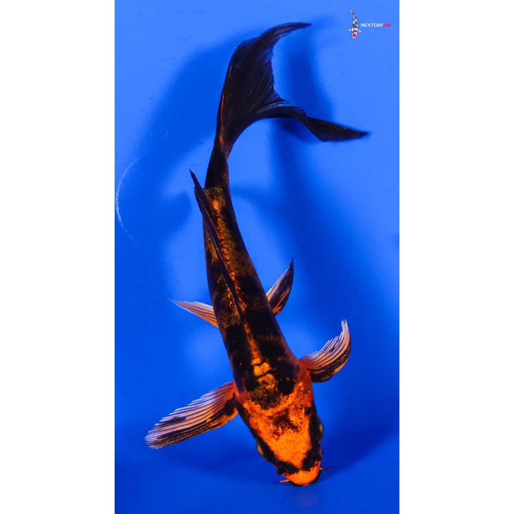 4.5” Imported Doitsu Kin Aka Bekko Butterfly Koi