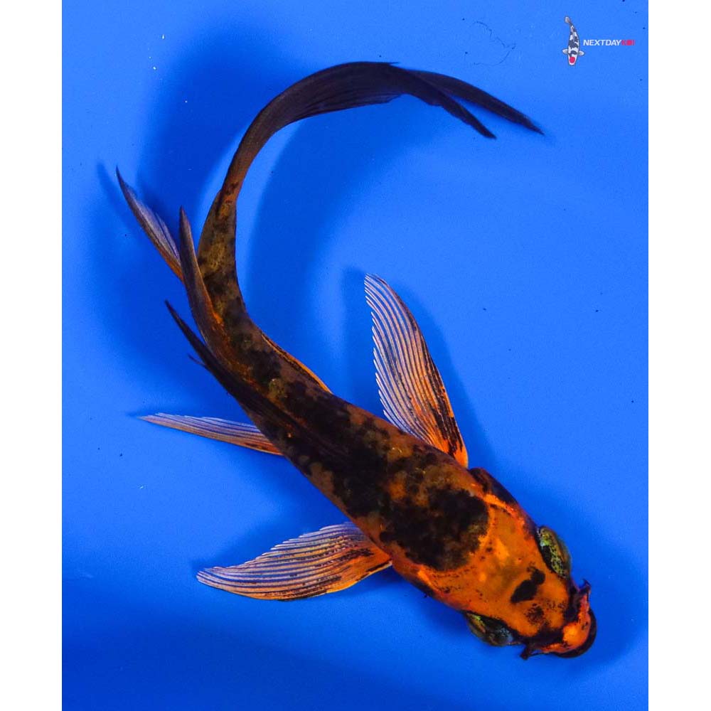4” Imported Kin Aka Bekko Butterfly Koi