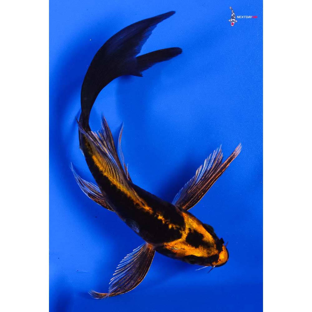 5” Imported Kin Kikokuryu Butterfly Koi