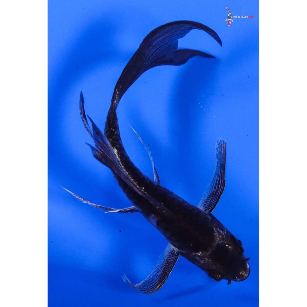 5” Imported Doitsu Gin Matsuba Butterfly Koi