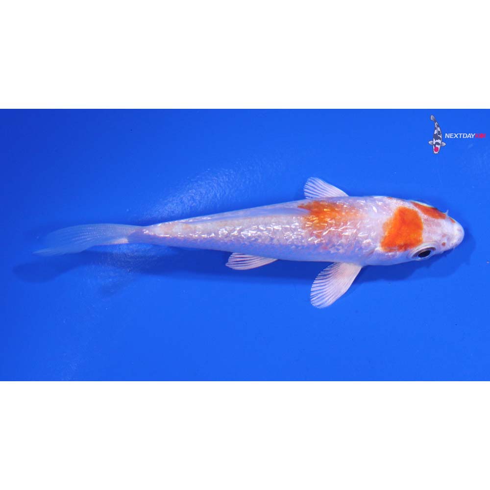 3.5” Imported Gin Rin Hariwake