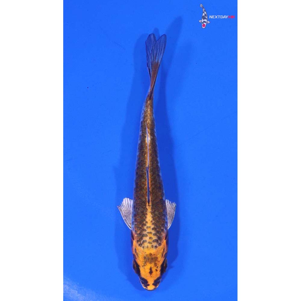 4” Imported Kujaku