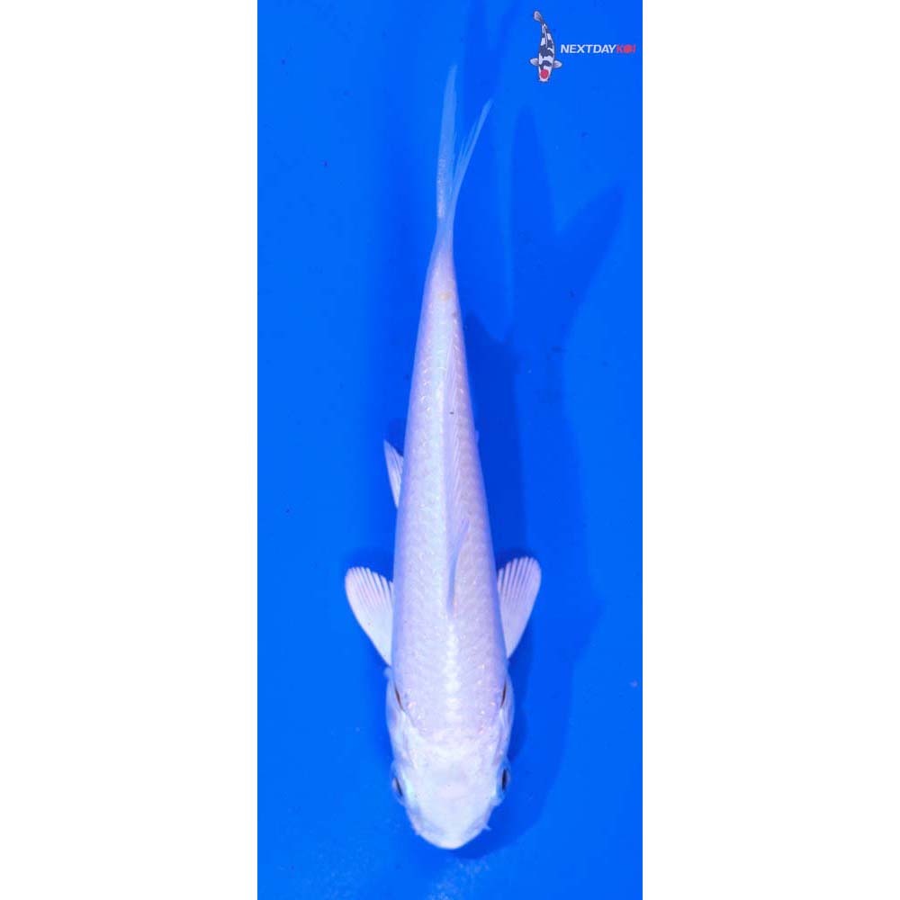 3.5” Imported Platinum Ogon