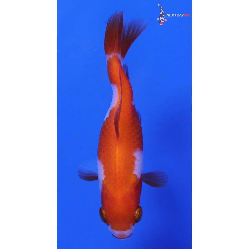 3” Imported Red and White Wakin