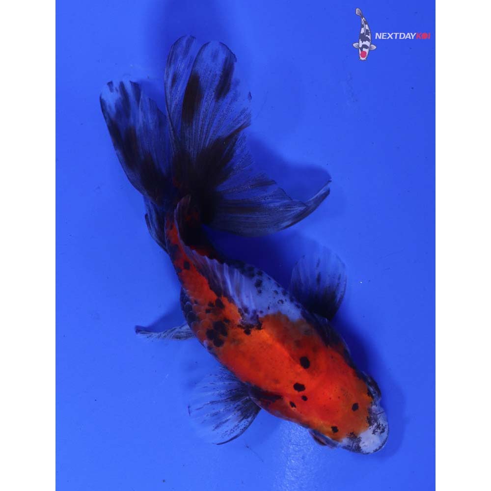 3.5” Imported Calico Fantail