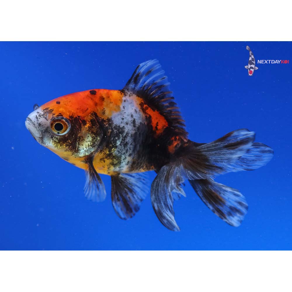3.5” Imported Calico Fantail