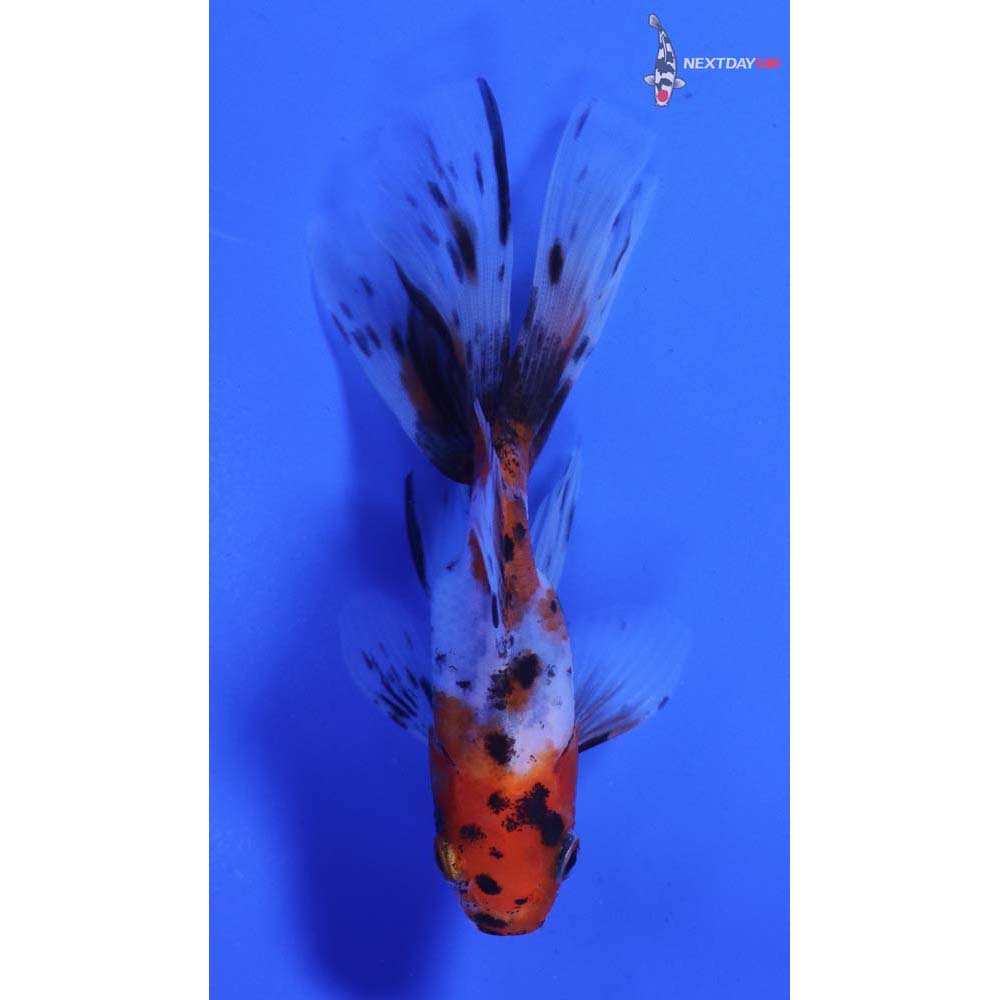 3.5” Imported Calico Fantail