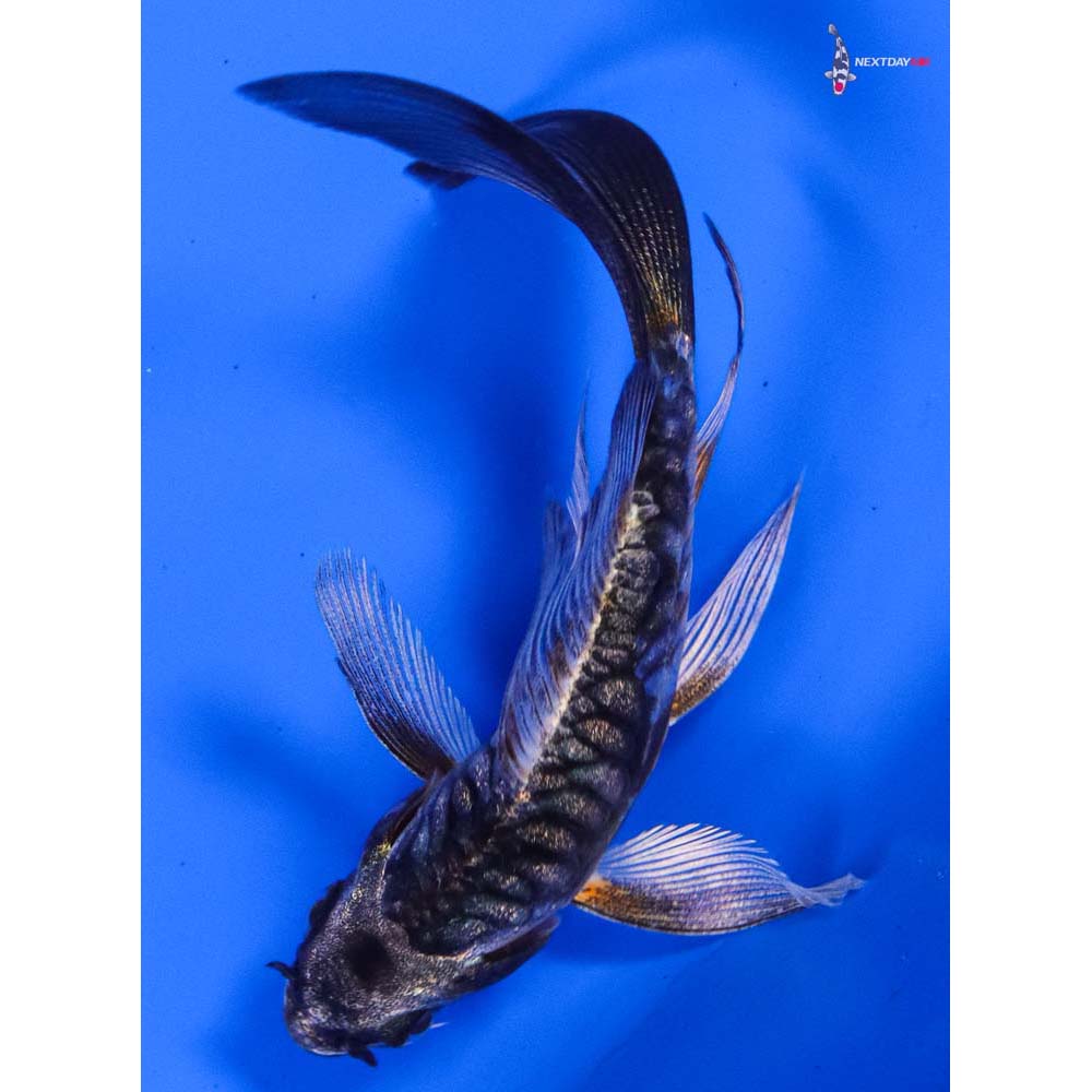 3.5” Imported Armor Scaled Gin Matsuba Butterfly Koi