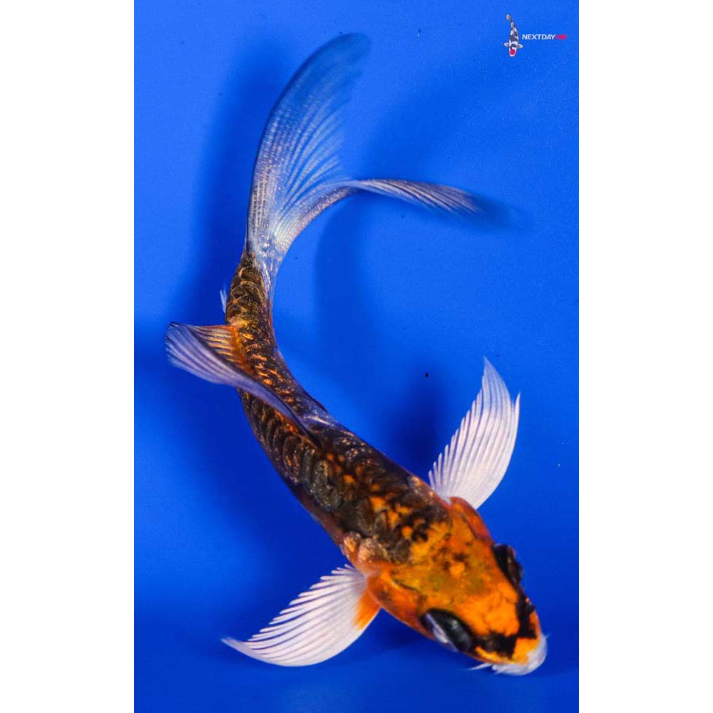 3.5” Imported Doitsu Gin Rin Kujaku Butterfly Koi