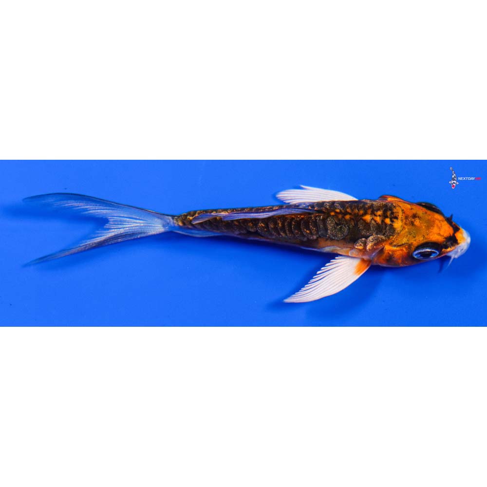 3.5” Imported Doitsu Gin Rin Kujaku Butterfly Koi