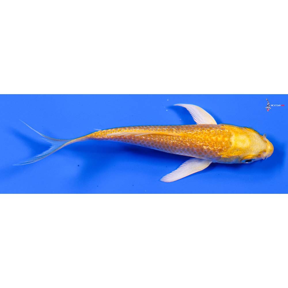 3.5” Imported Gin Rin Yamabuki Ogon Butterfly Koi