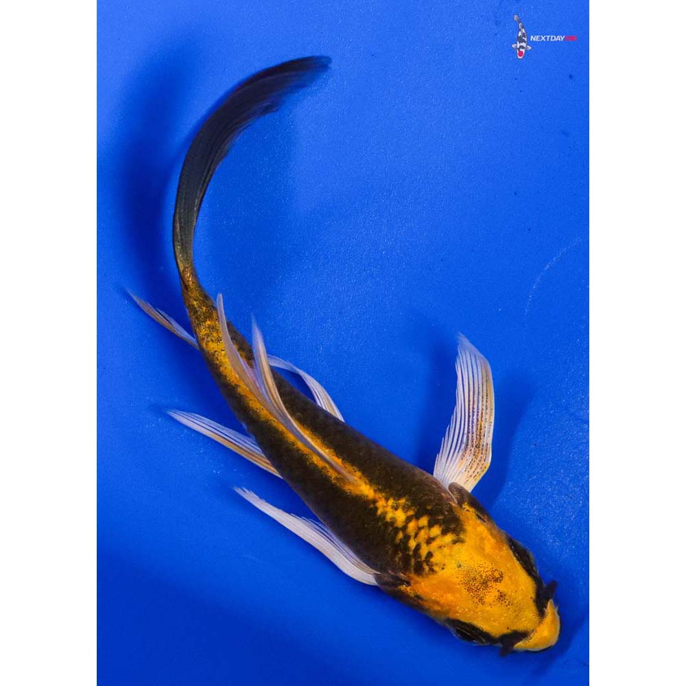 3.5” Imported Orenji Matsuba Butterfly Koi