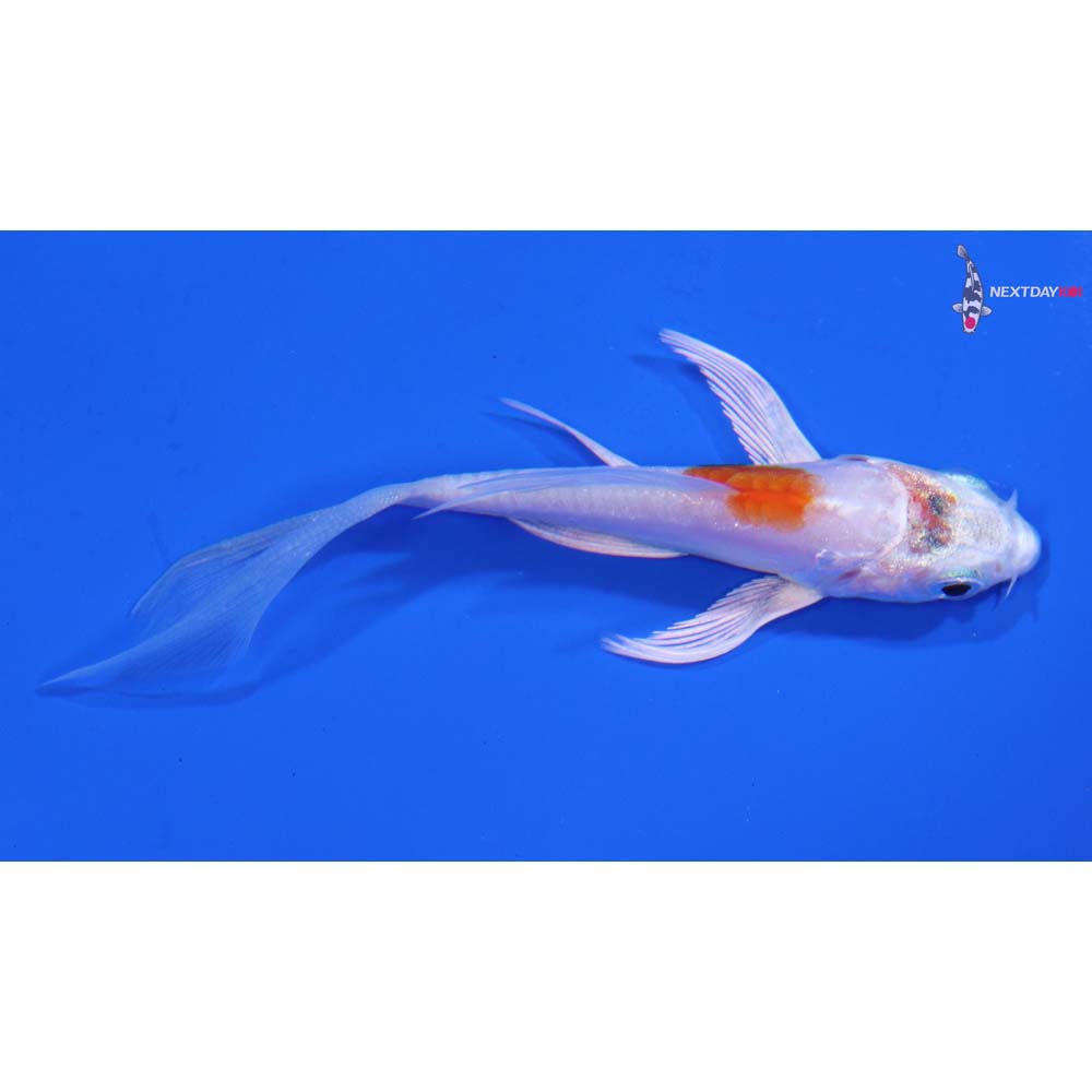 3.5” Imported Kikusui Butterfly Koi
