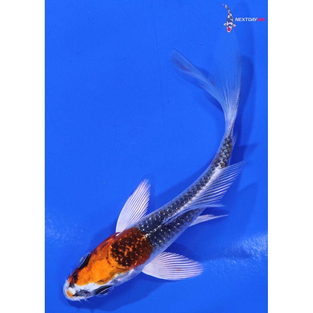 3.5” Imported Kujaku Butterfly Koi