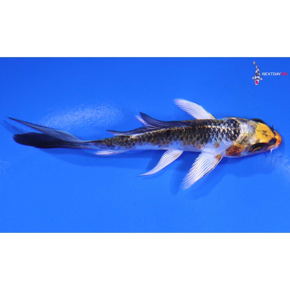 3.5” Imported Kujaku Butterfly Koi