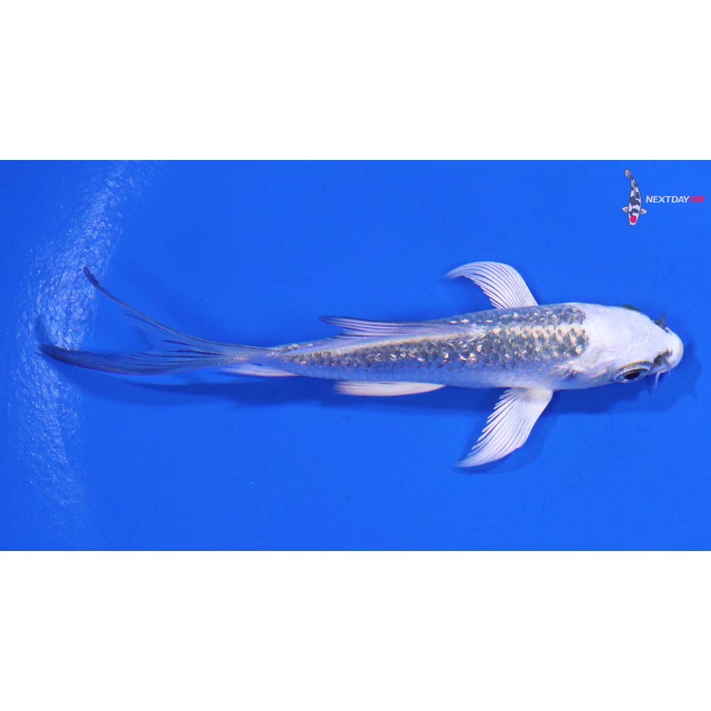 3.5” Imported Gin Rin Gin Matsuba Butterfly Koi