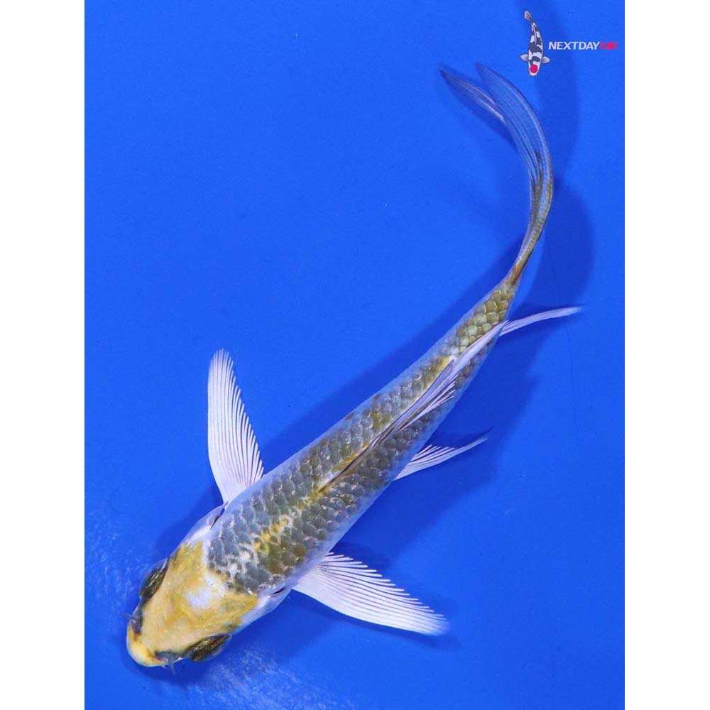 3.5” Imported Kujaku Butterfly Koi