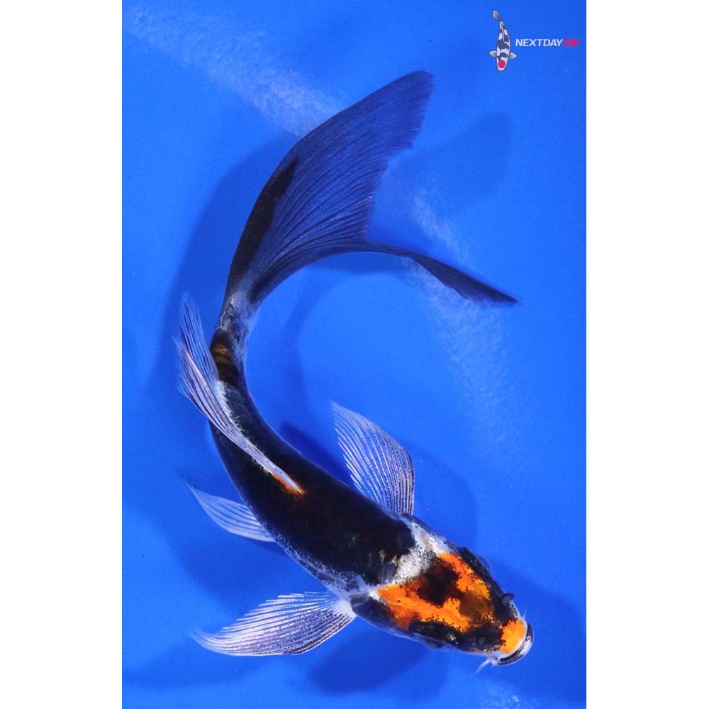 4” Imported Kin Kikokuryu Butterfly Koi