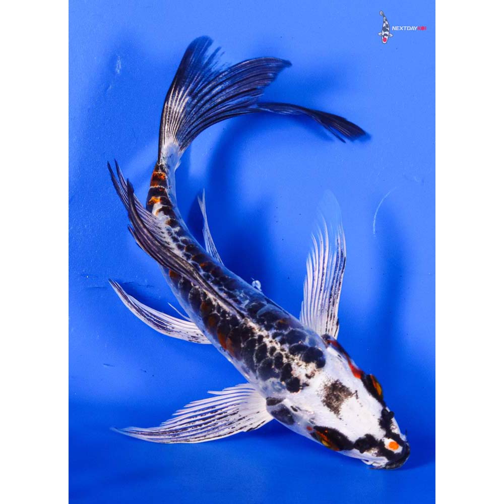 6” Imported Armor Scaled Kujaku Butterfly Koi