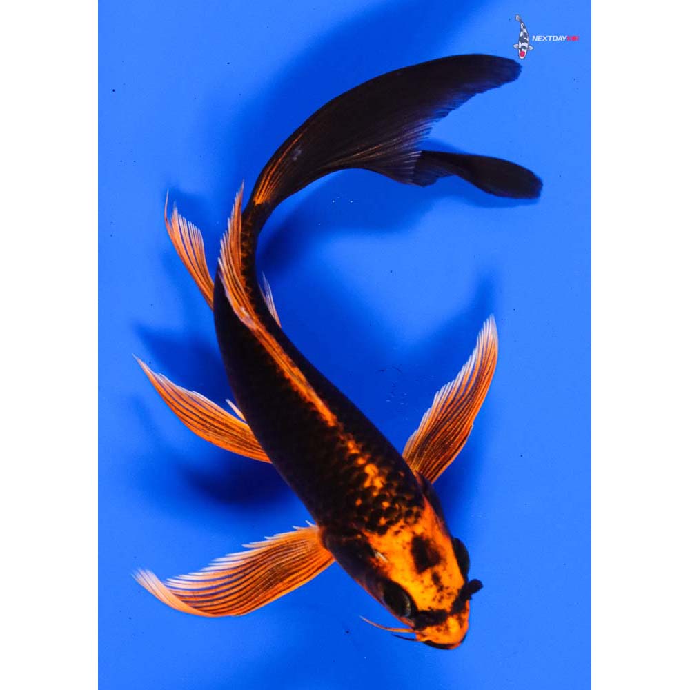 6” Imported Orenji Matsuba Butterfly Koi