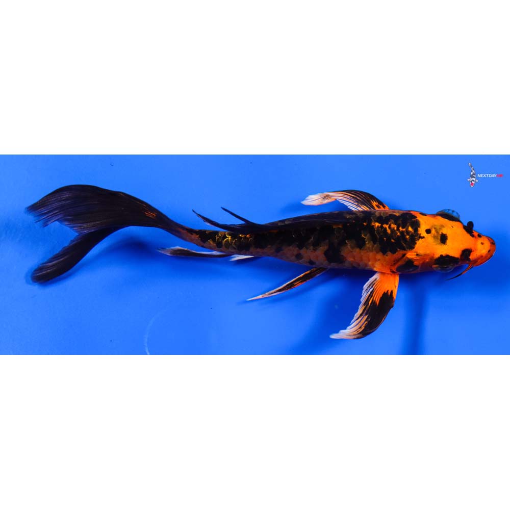 6” Imported Orenji Matsuba Butterfly Koi