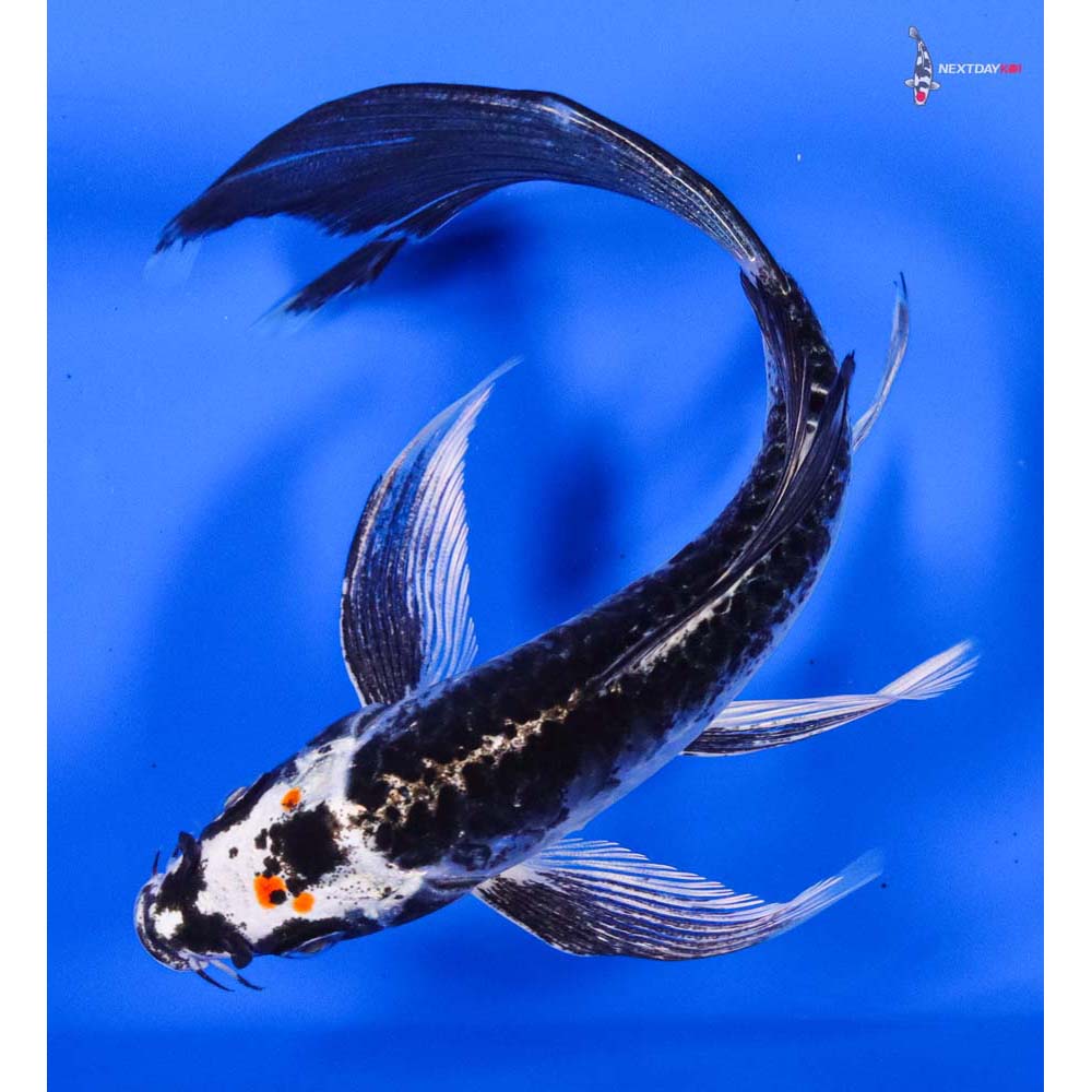 6” Imported Kujaku Butterfly Koi